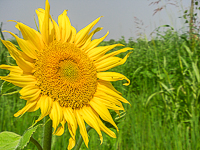 Fiore di girasole